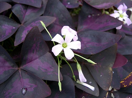 Oxalis (False Shamrock)